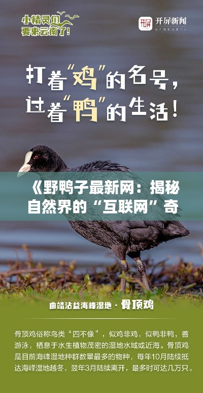 《野鸭子最新网:揭秘自然界的“互联网”奇迹》