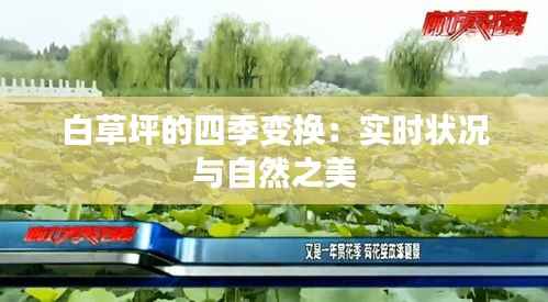 白草坪的四季变换：实时状况与自然之美