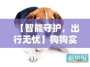 【智能守护,出行无忧】狗狗实时定位项圈推荐指南