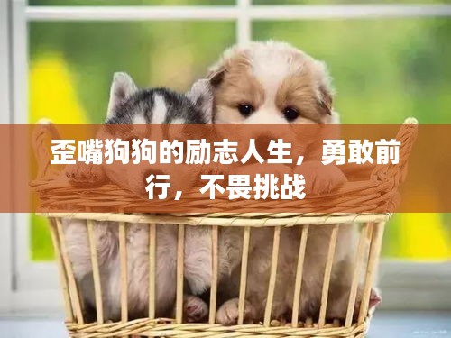 歪嘴狗狗的励志人生,勇敢前行,不畏挑战