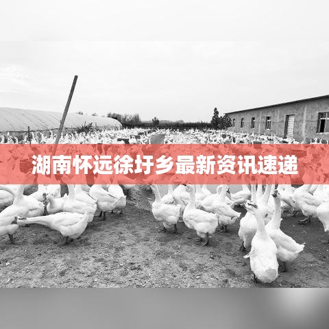 湖南怀远徐圩乡最新资讯速递