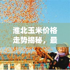 淮北玉米价格走势揭秘，最新行情分析与市场动态