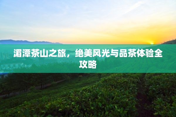 湄潭茶山之旅,绝美风光与品茶体验全攻略