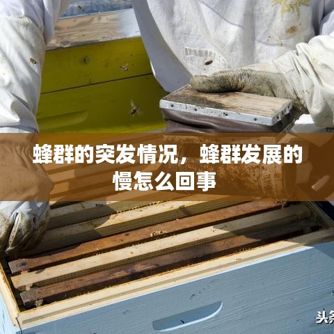 蜂群的突发情况，蜂群发展的慢怎么回事 
