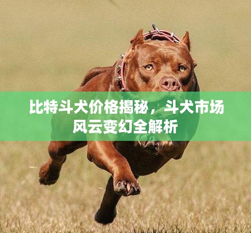 比特斗犬价格揭秘，斗犬市场风云变幻全解析