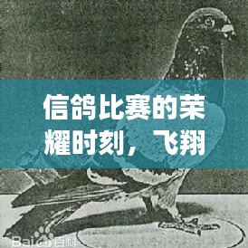 信鸽比赛的荣耀时刻,飞翔成就历史见证