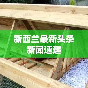 新西兰最新头条新闻速递